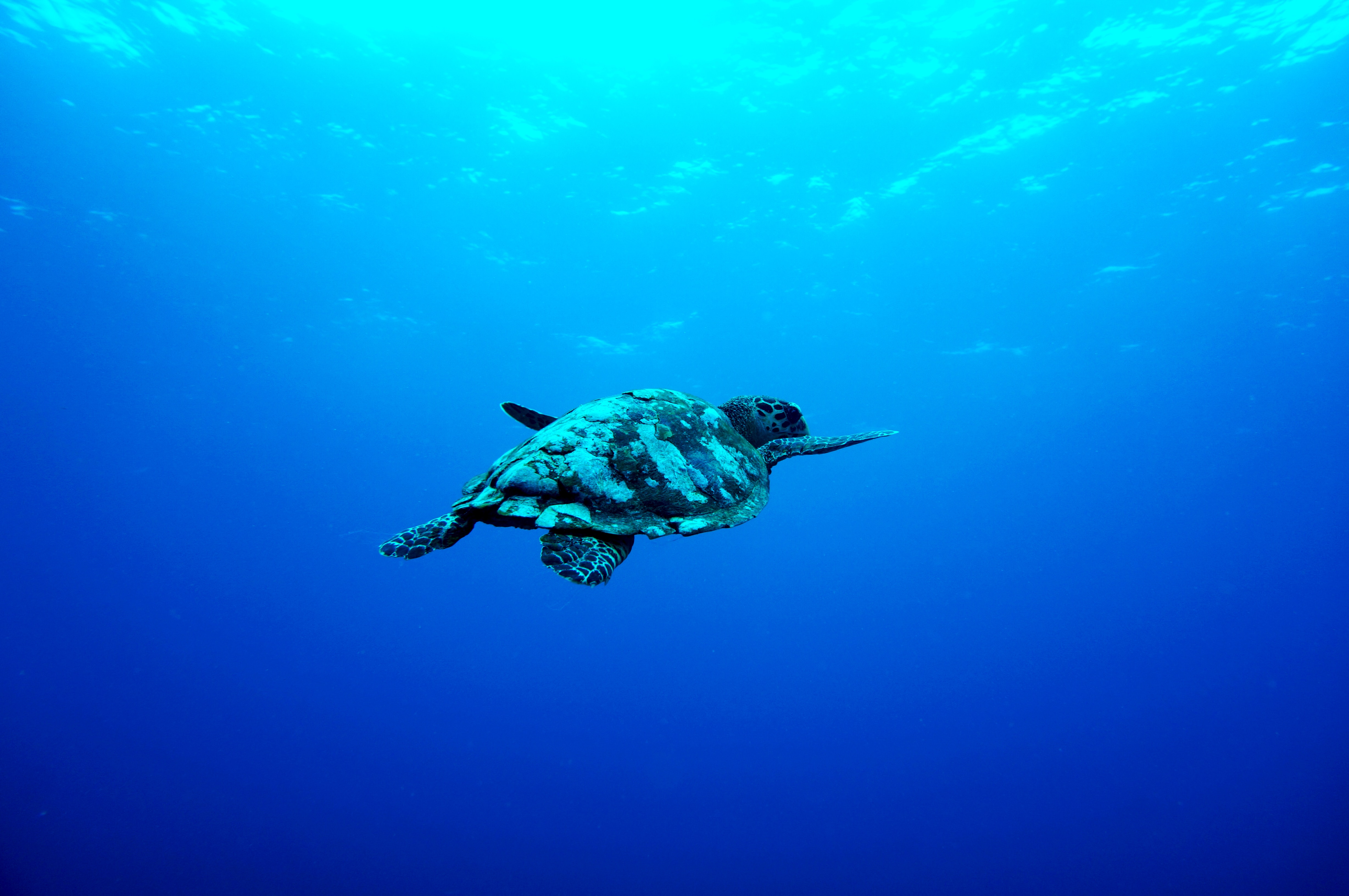 Underwater world of the Gili Islands