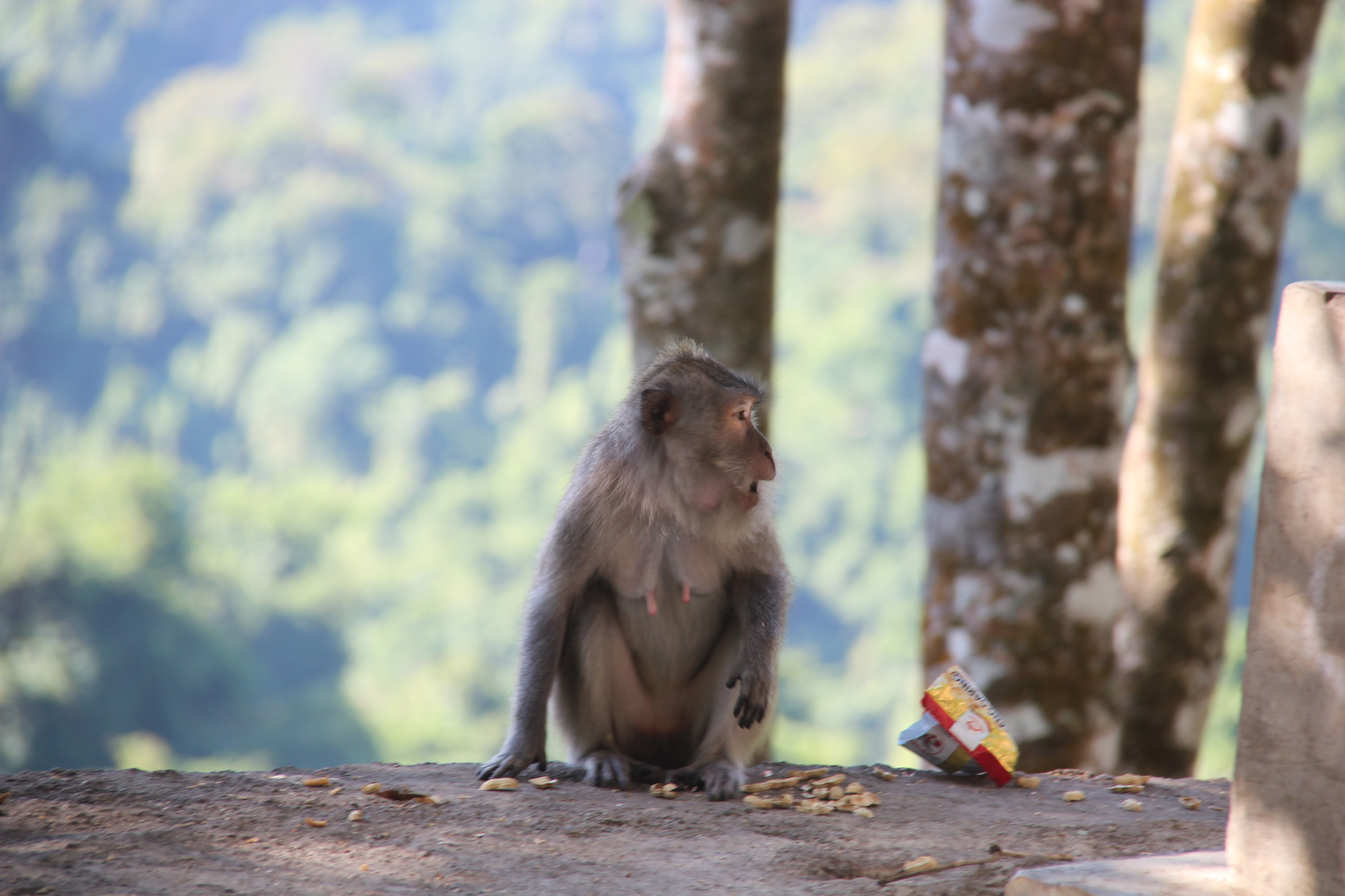 Grey Monkeys of Pusuk Monkey Forest